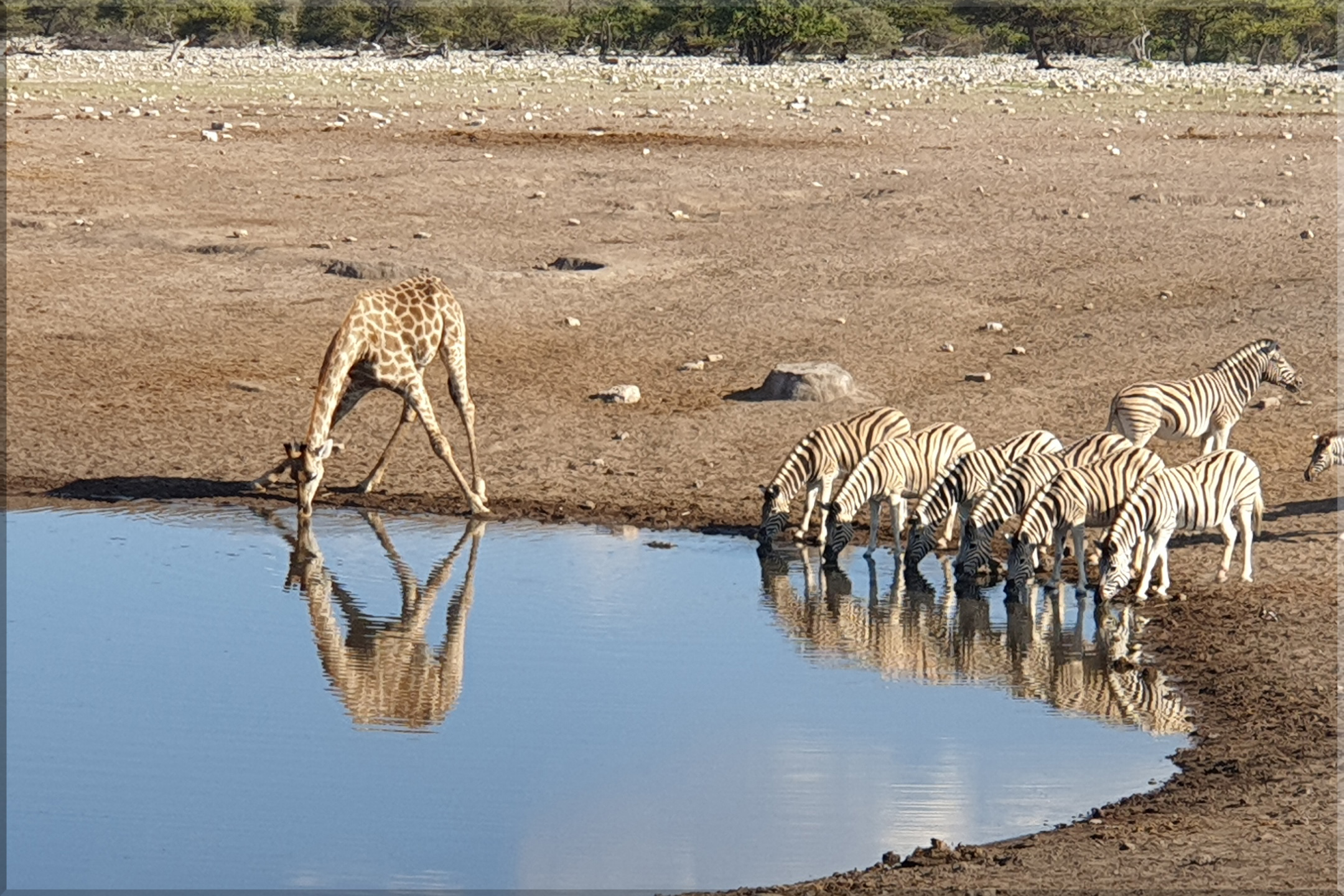 Etosha200.jpg